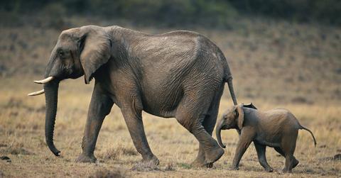 Adult and baby elephant crawling in grass