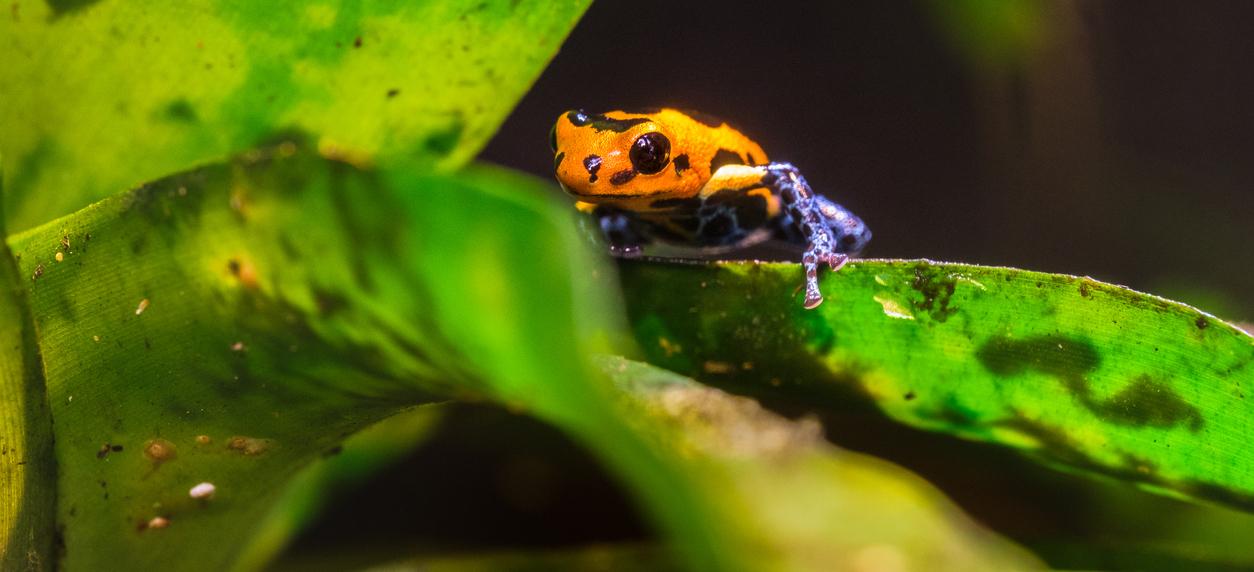 A yellow and blue poison dart frog on a leaf. 