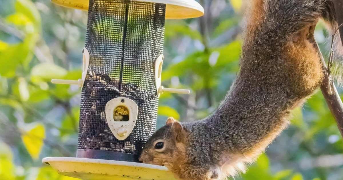 Mischievous squirrel pounces upon a bird feeder to grab some food from its mouth (Representative Cover Image Source: Pexels | Robert So)