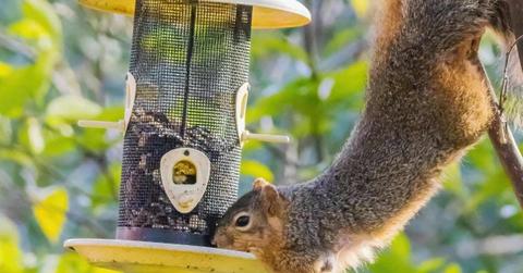 Mischievous squirrel pounces upon a bird feeder to grab some food from its mouth (Representative Cover Image Source: Pexels | Robert So)