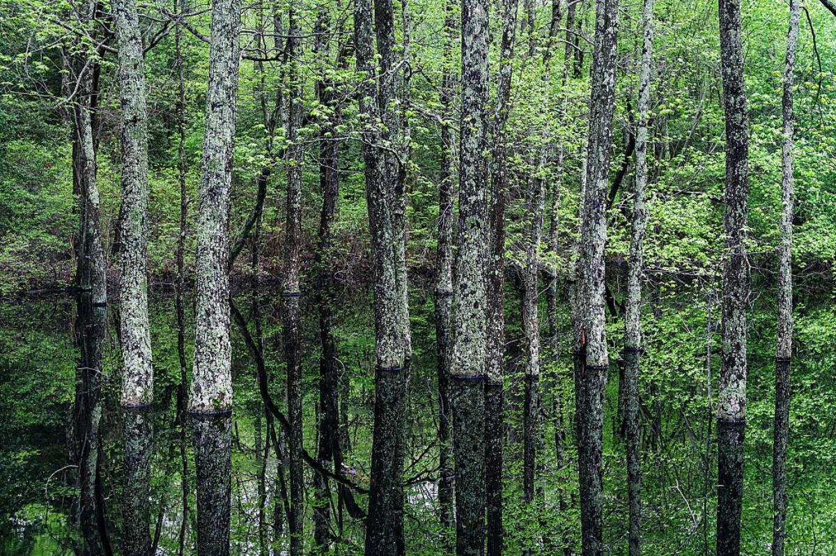 trees standing up straight in a swamp