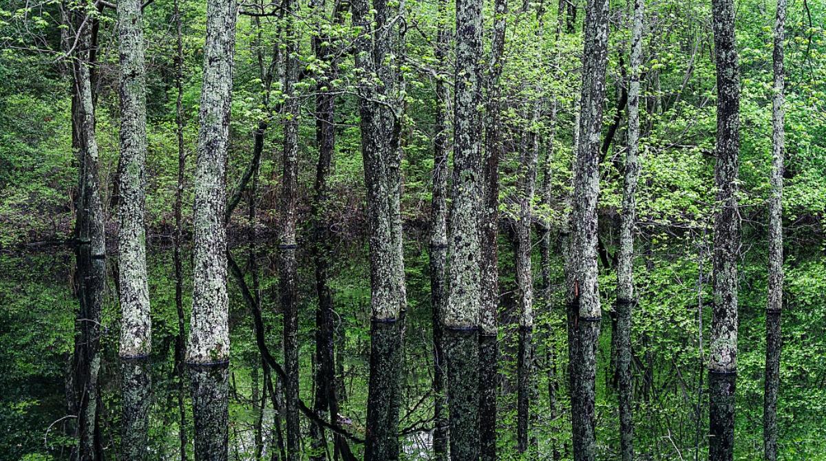 Are the Pine Barrens Dangerous? Why Bodies Are Buried There