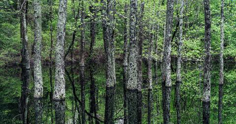 trees standing up straight in a swamp