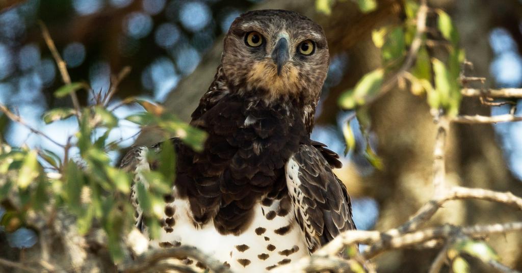 Eagle Kills Impala on the Golf Course The Astonishing Video