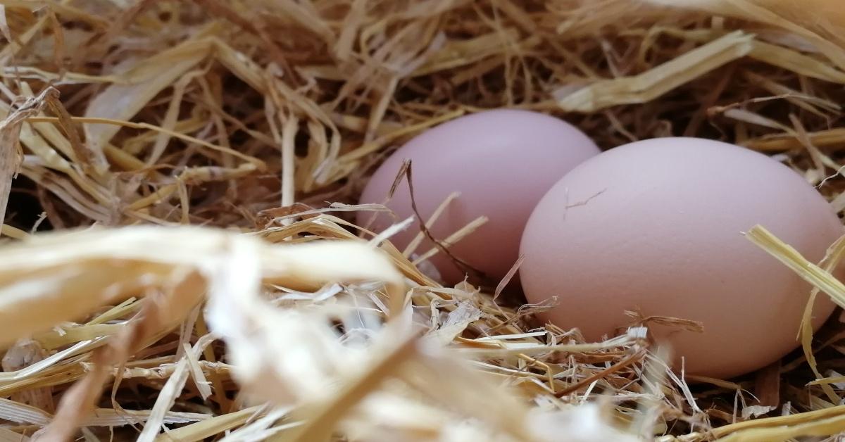 Two chicken eggs in a nest. 