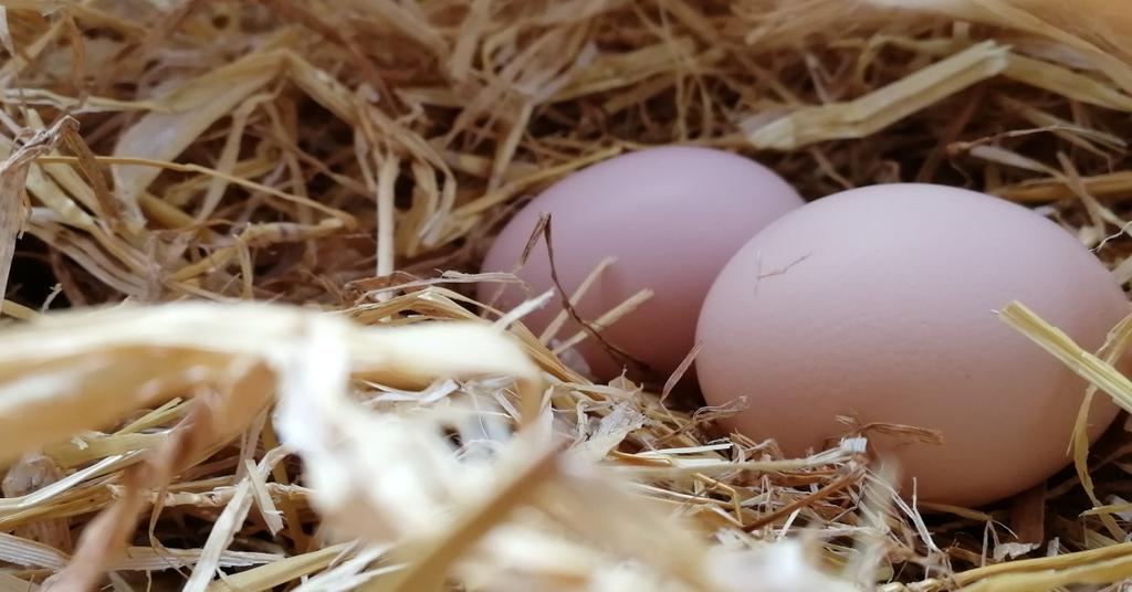 Can You Eat Fertile Eggs? Woman Hatches Them Instead