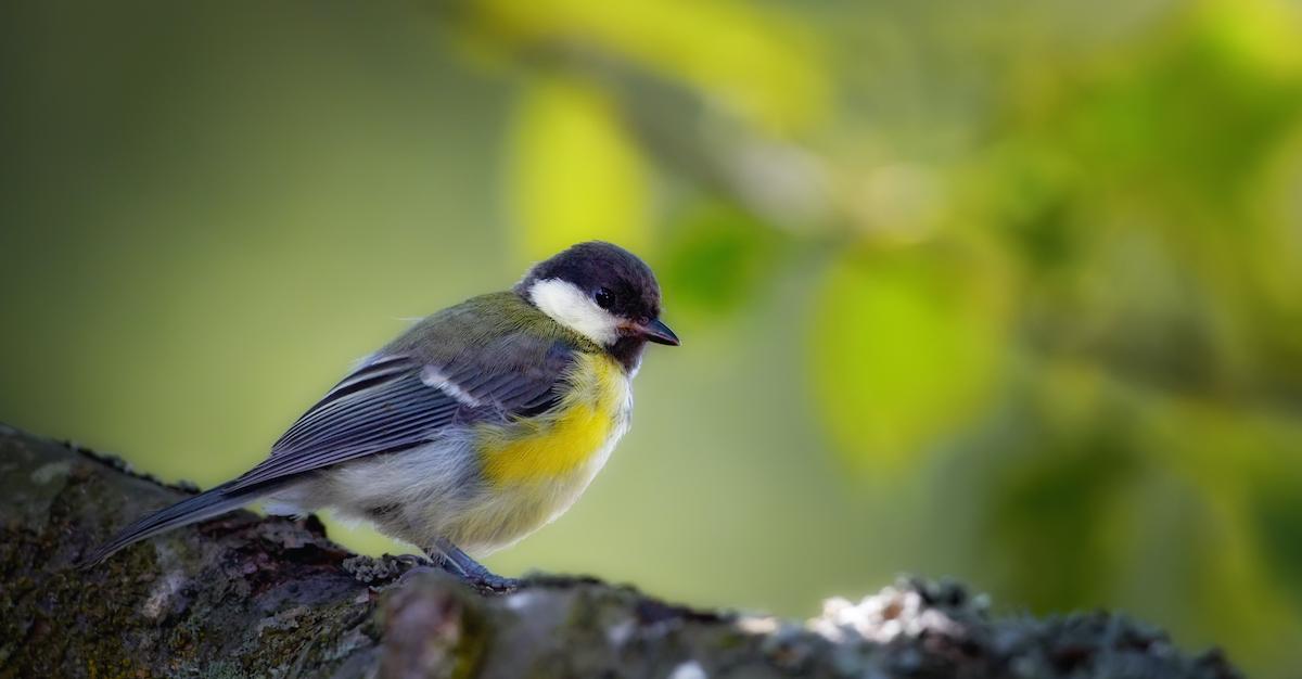 bird garden