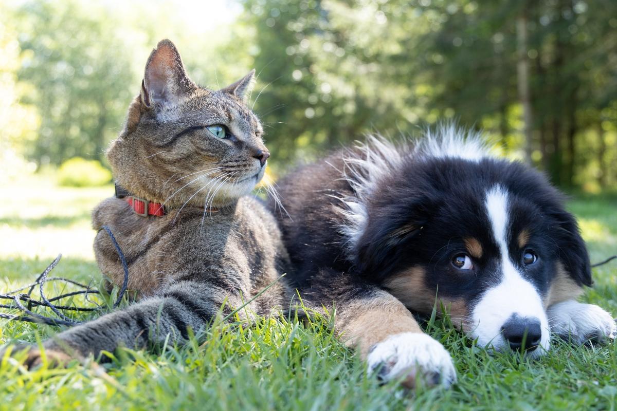 tabby cat and Australian shepherd in the grass