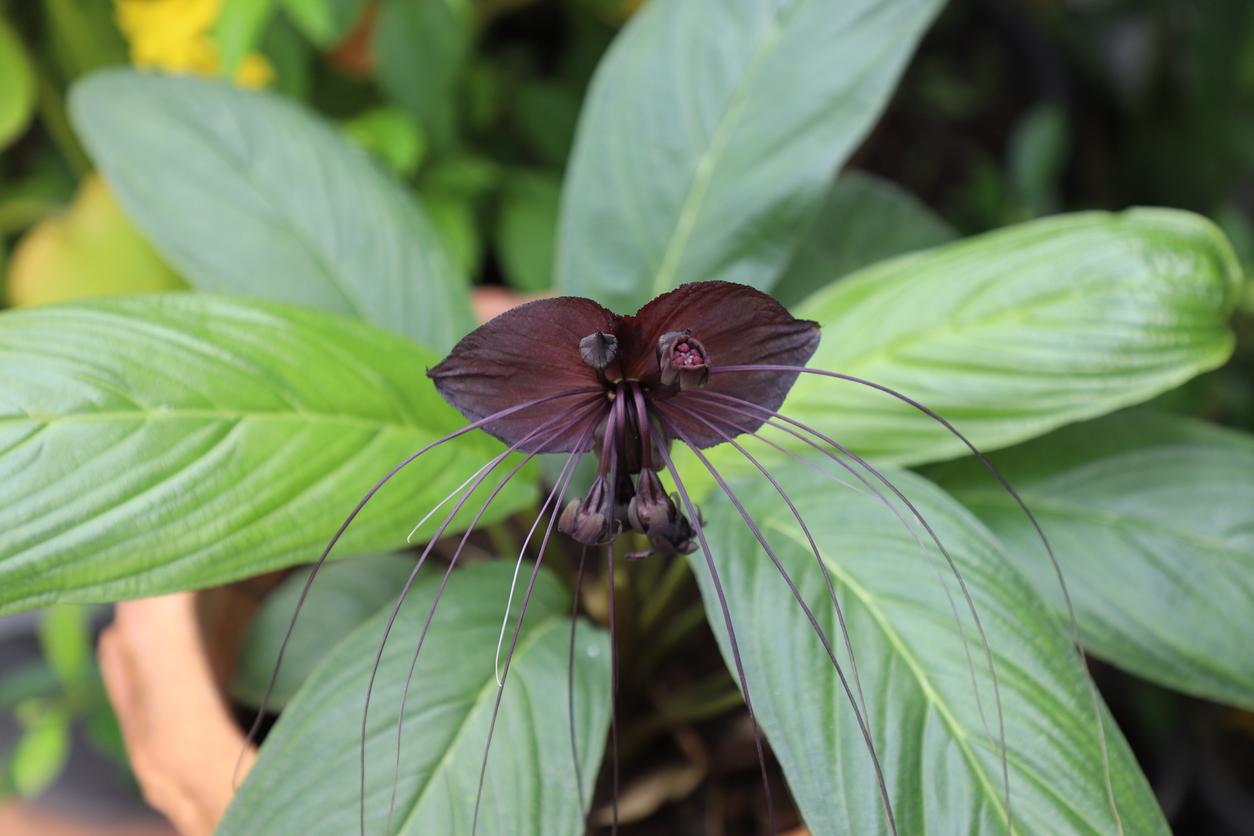 Close up view of a black bat flower and it's green foliage.