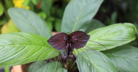 Close up view of a black bat flower and it's green foliage.