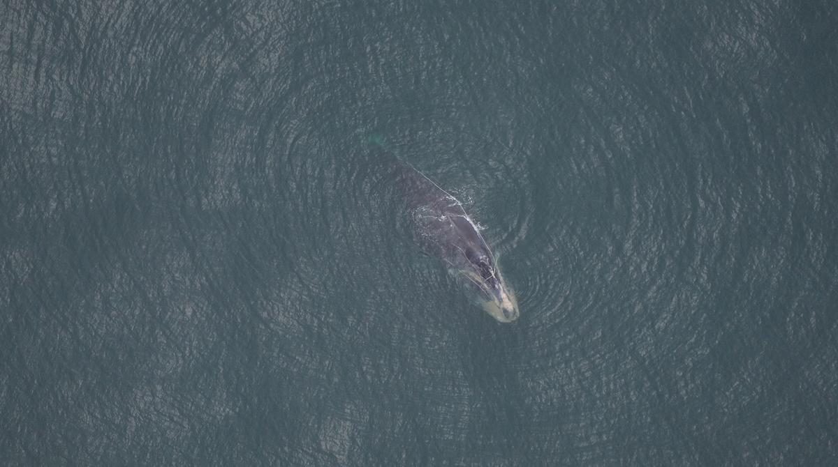 Environmentalists Feeling Hopeless About Latest Right Whale Entanglement