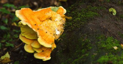 Chicken of the Woods mushrooms growing on a tree trunk.