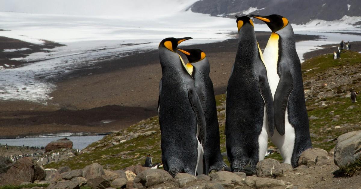 Emperor penguins gather with melted snow in the background