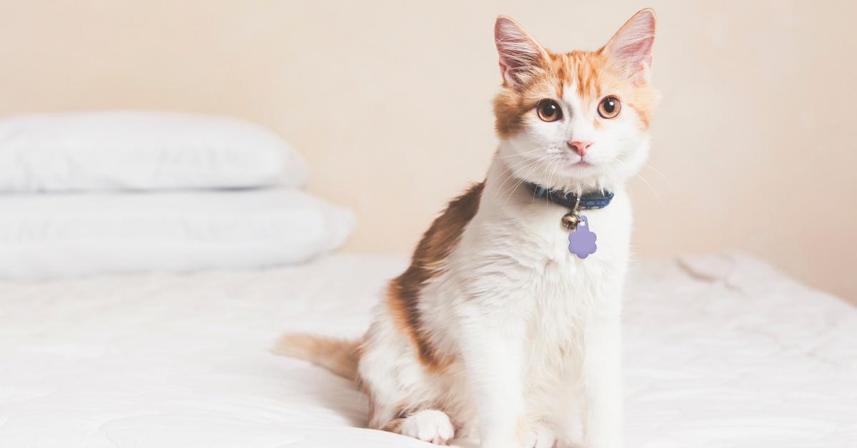 An orange-and-white cat sits on a white bedspread with a purple, clover-shaped blank collar. 