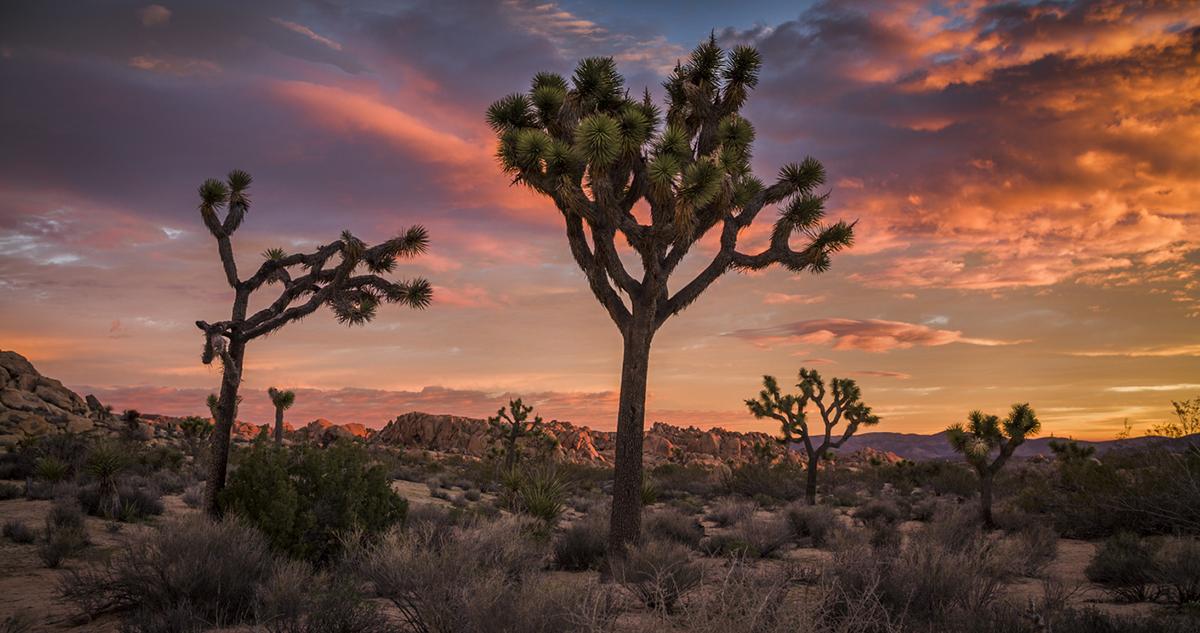 joshua trees