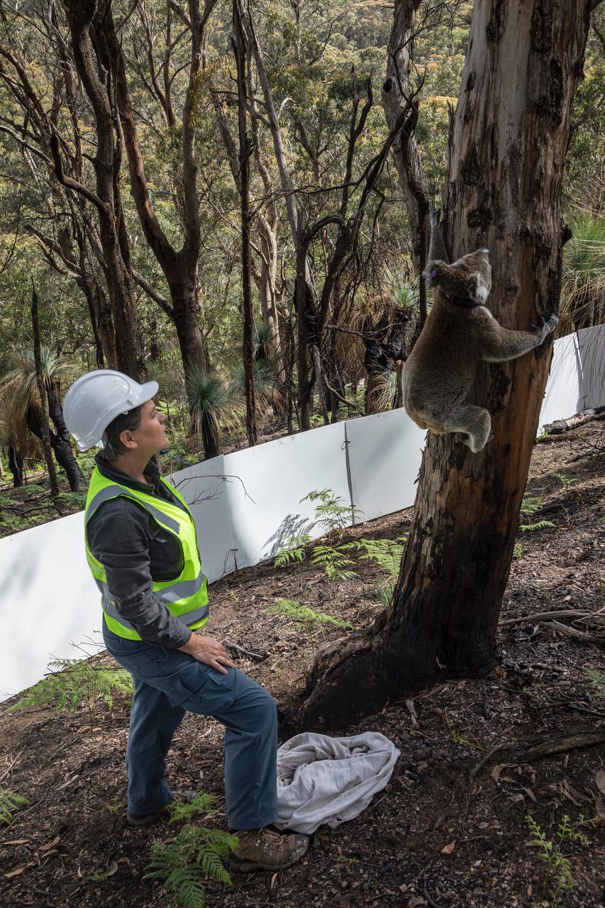 ian brown koala release march sw