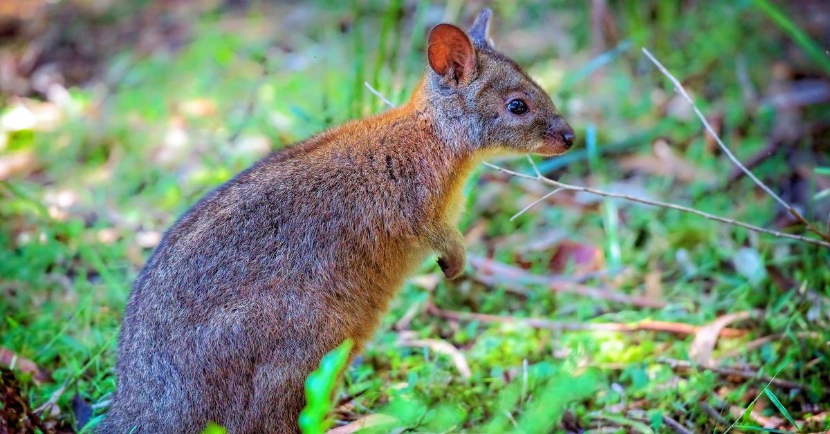 Pademelon in the rainforest. 