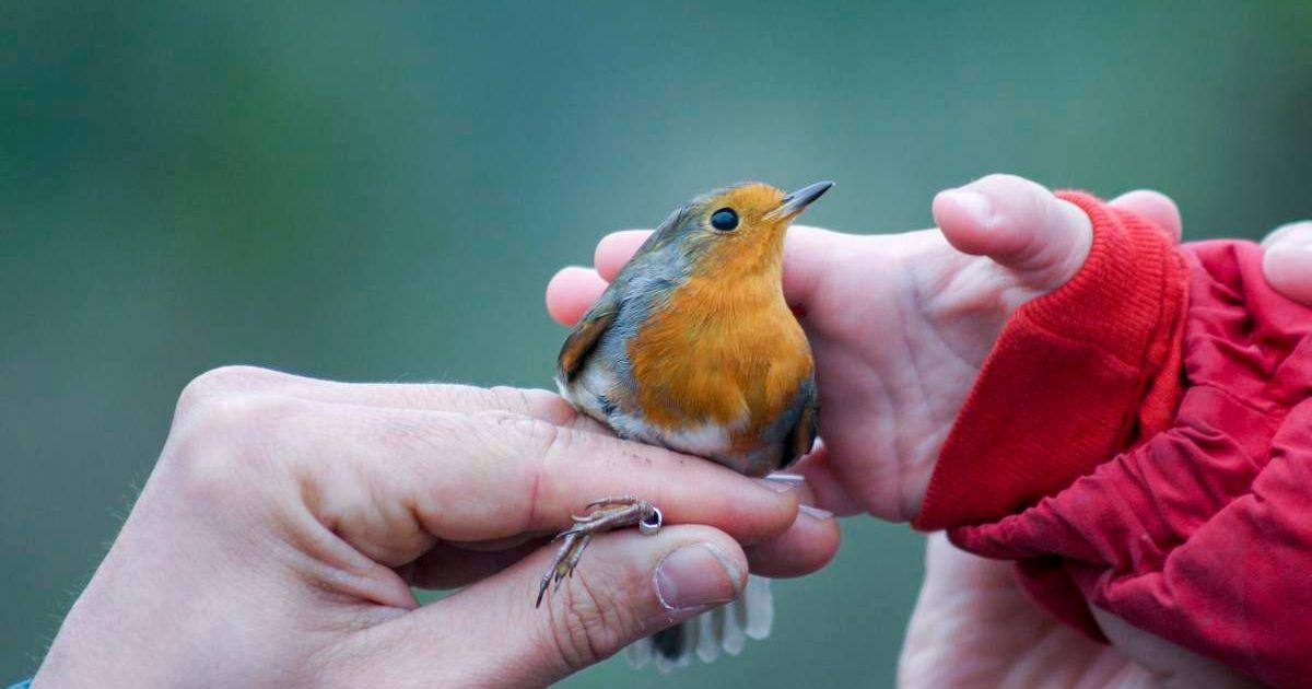 A woman and a child holding a Robin. (Representative Cover Image Source: Getty Images | Santiago Urquijo)