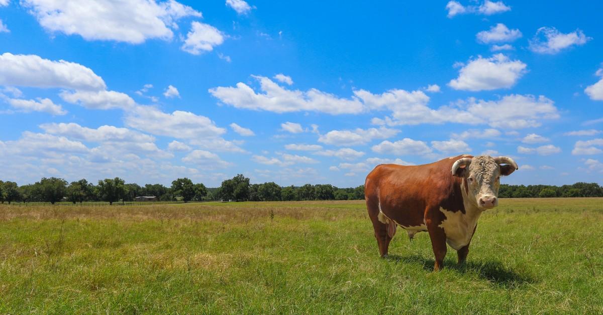 A cow stands in the middle of a field in Texas