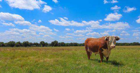 A cow stands in the middle of a field in Texas