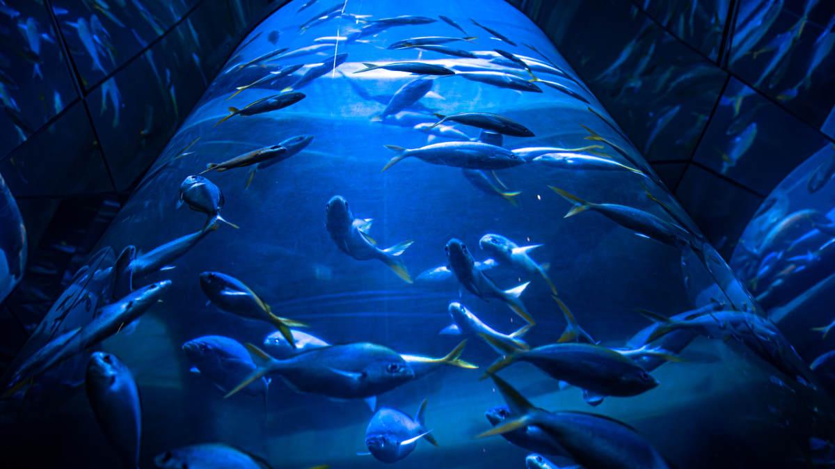 pn/cb bcb dc ace cceaf