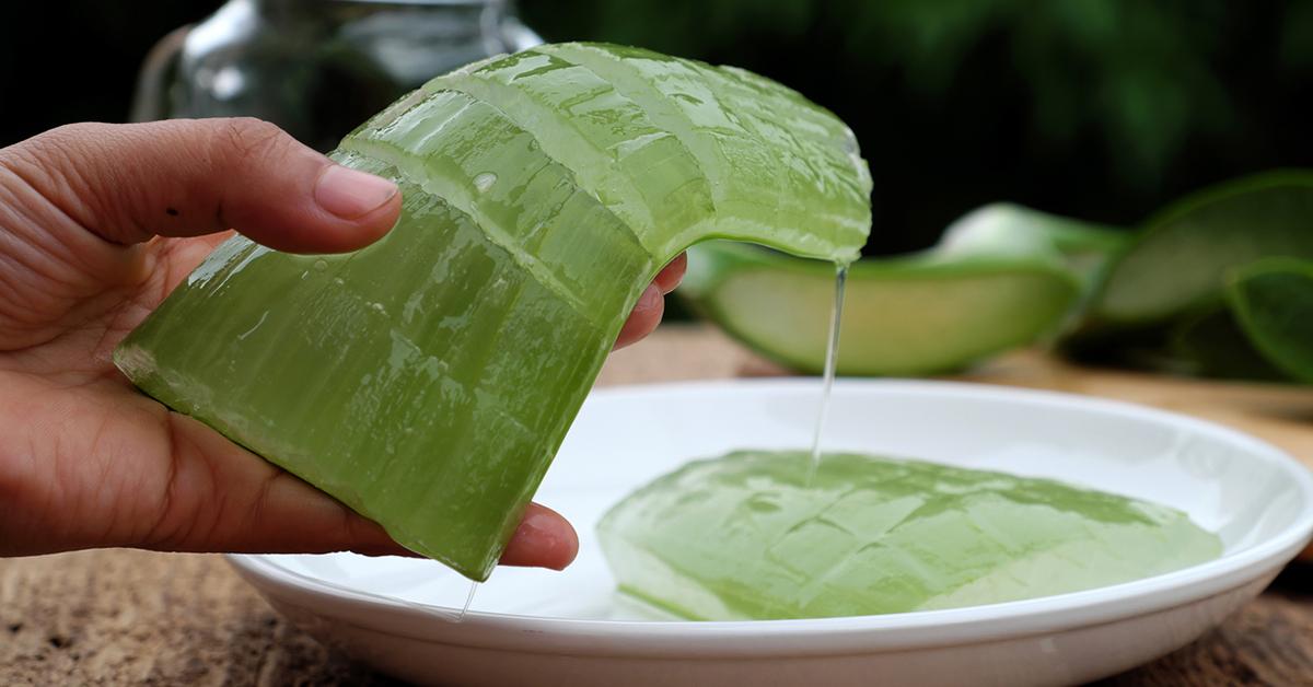 how to cut aloe vera plant