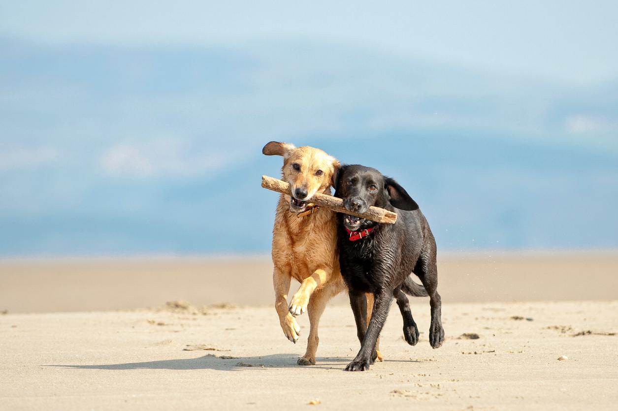 Two Labrador dogs run together on a beach with a large stick in both of their mouths.