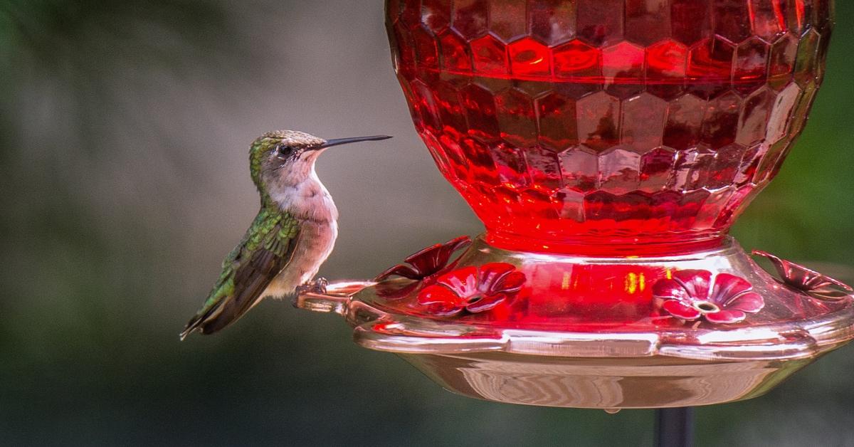 Hummingbird sitting on the edge of a red hummingbird feeder.