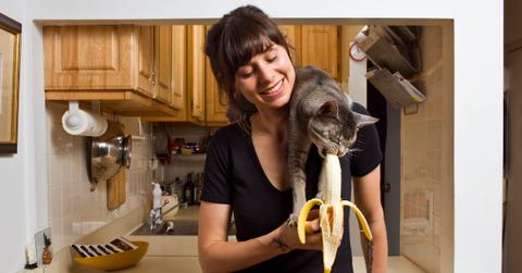 Cat eating a banana on a woman's shoulder