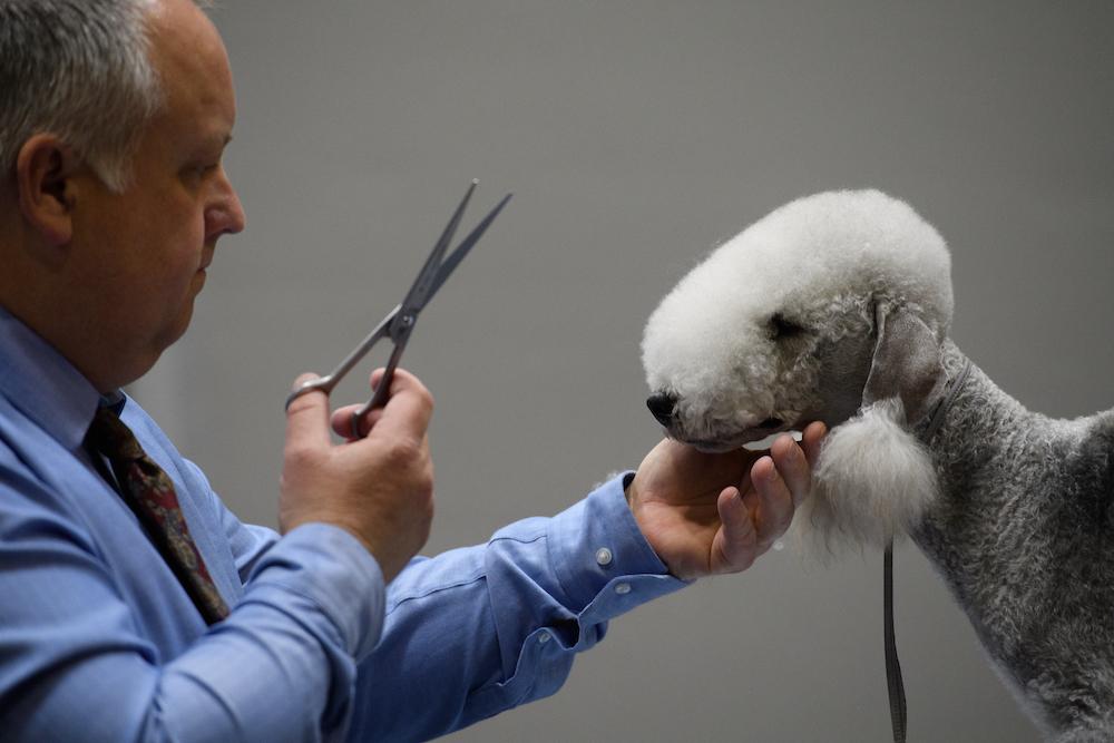 A Bedlington Terrier being groomed. 