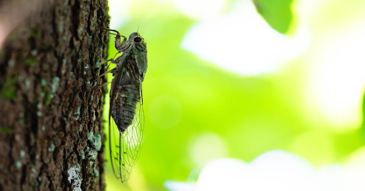 Cicada on a tree