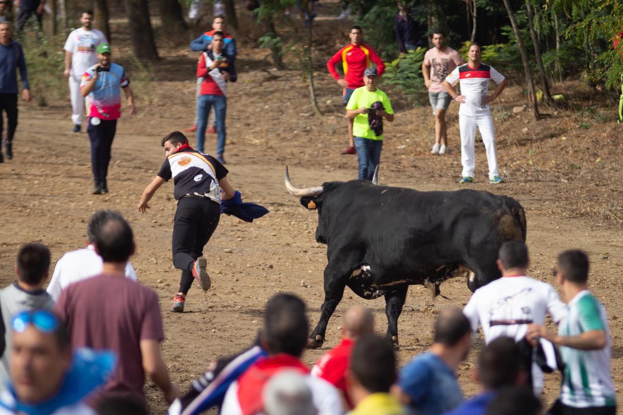 Bull pursuing person during a local bullfight.