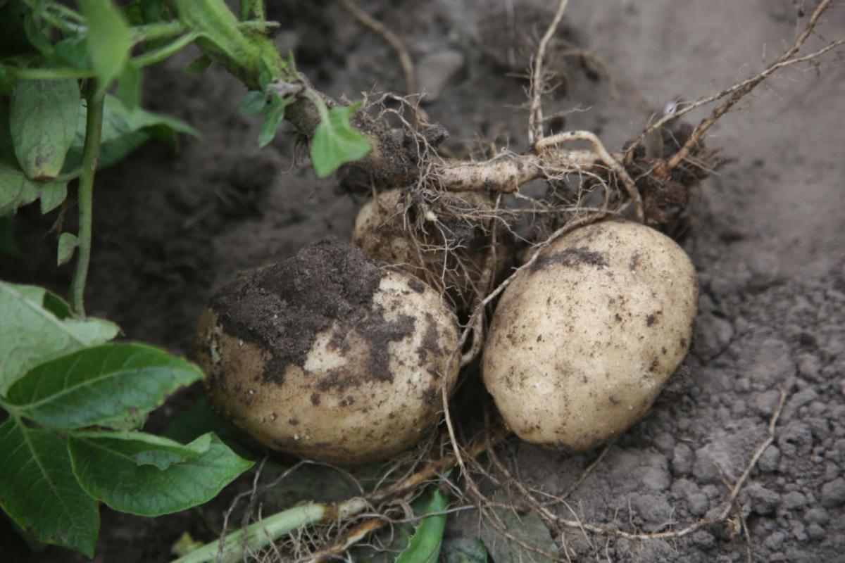 potatoes lying in the dirt