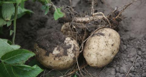 potatoes lying in the dirt