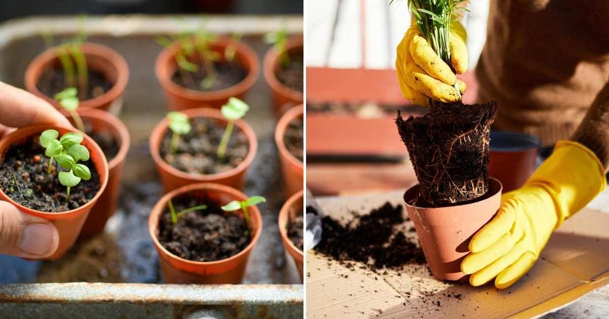 (L) A person holding a newly sprouted seedling in a tiny pot. (R) A person wearing gloves repotting a plant. (Representative Cover Image Source: Getty Images | (L) Jordan Lye, (R) Tatiana Cheremukina)