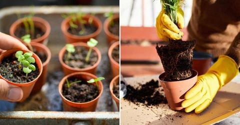 (L) A person holding a newly sprouted seedling in a tiny pot. (R) A person wearing gloves repotting a plant. (Representative Cover Image Source: Getty Images | (L) Jordan Lye, (R) Tatiana Cheremukina)