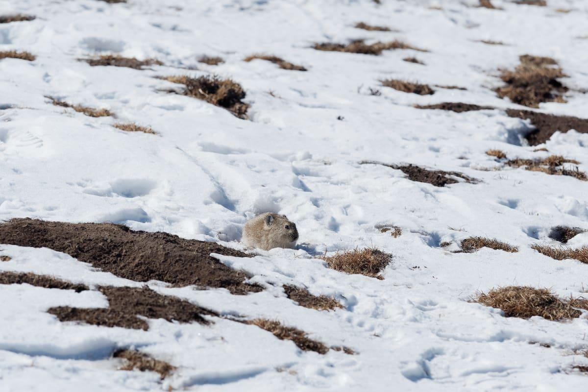 pn/ac aaa b ba aeeadb