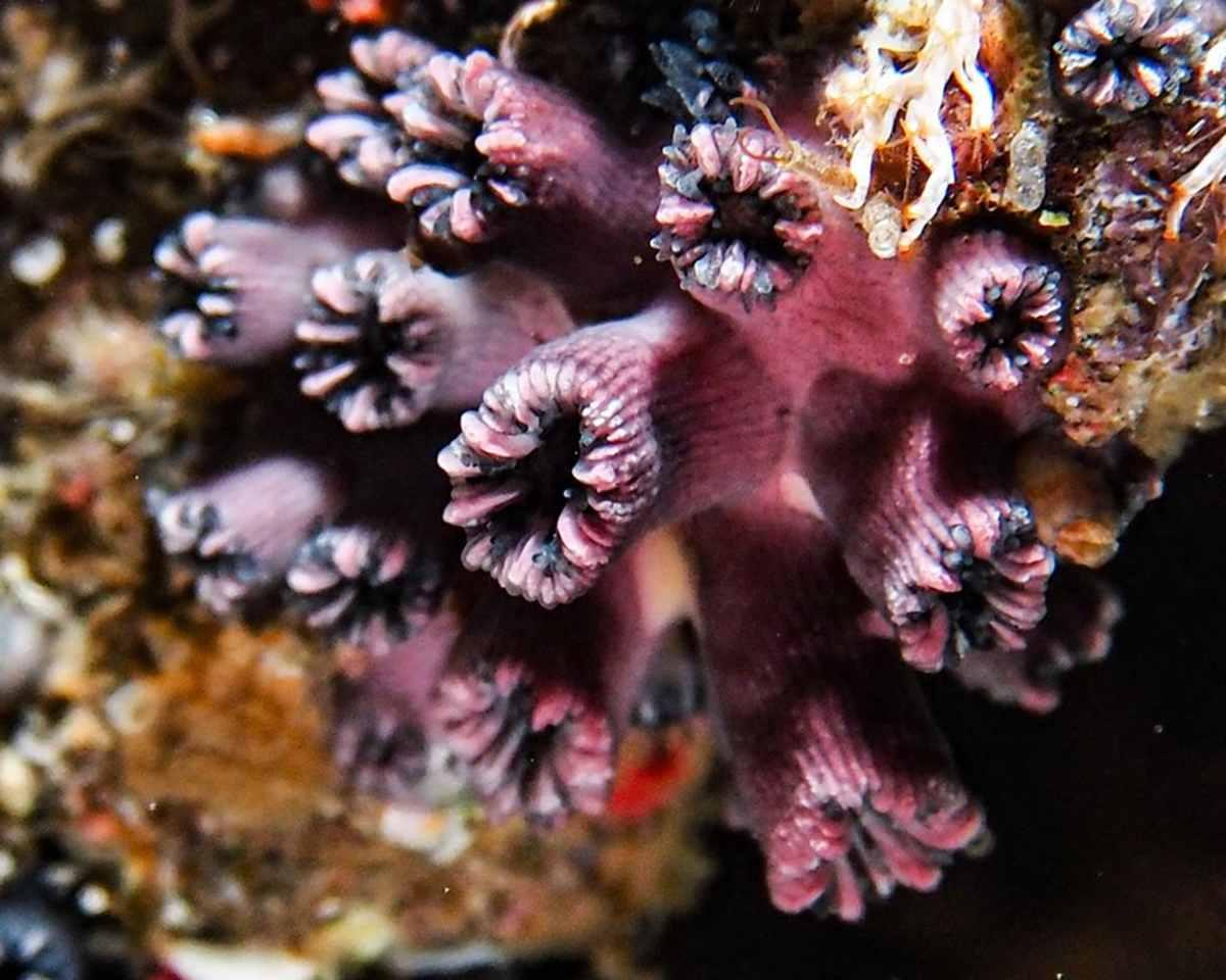 pn/baf bad e a bdacd