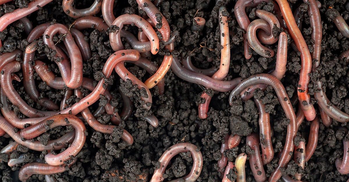 Engineering Execution: Colossal’s Radical Plan to End the Screwworm Crisis