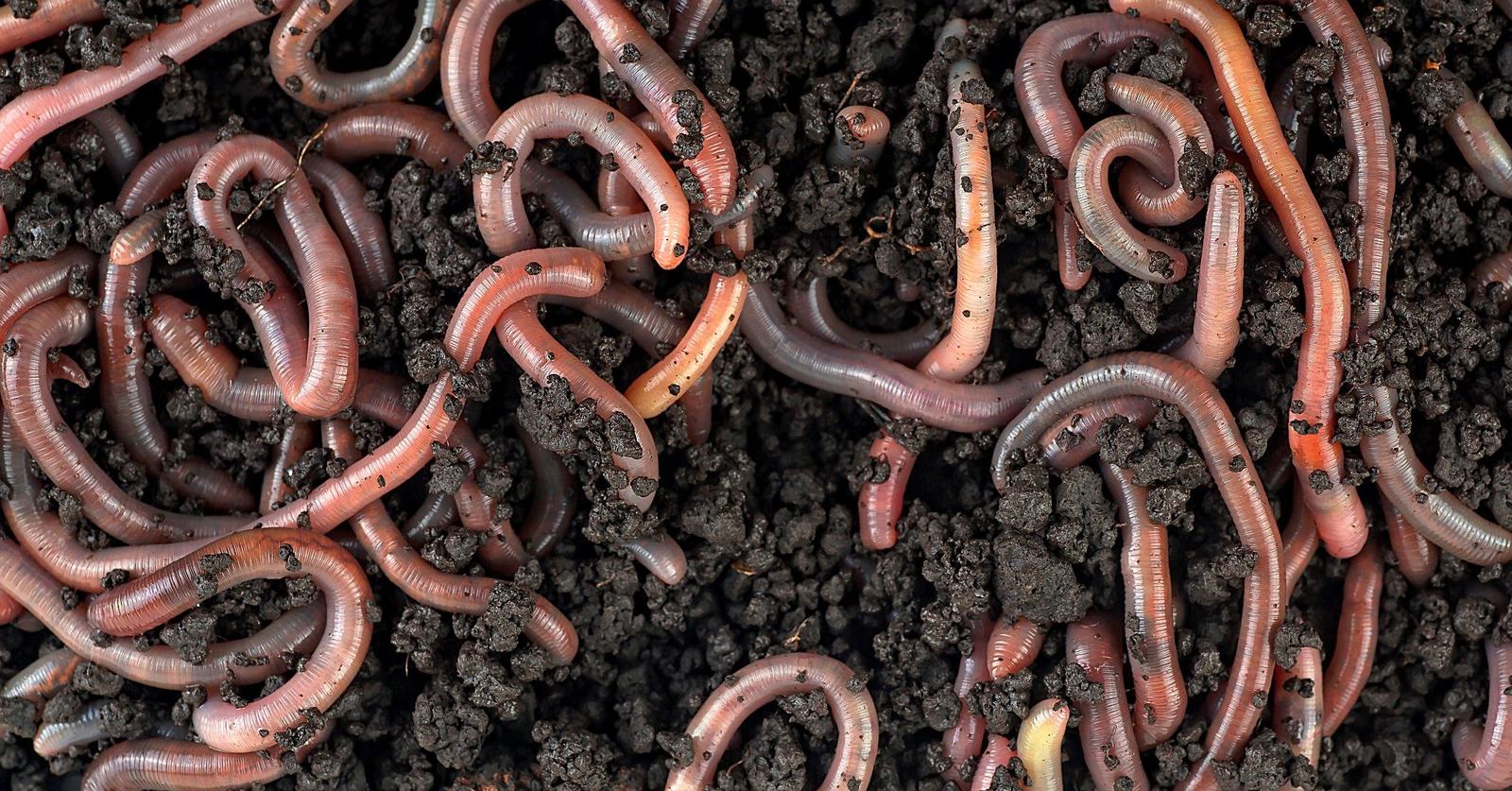 Colossal’s Radical Plan to End the Screwworm Crisis