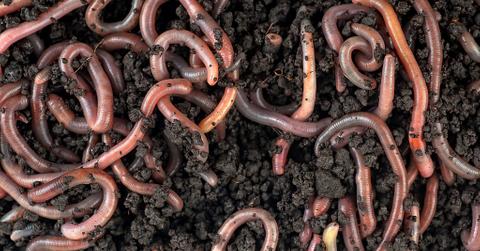 End the Screwworm Crisis
