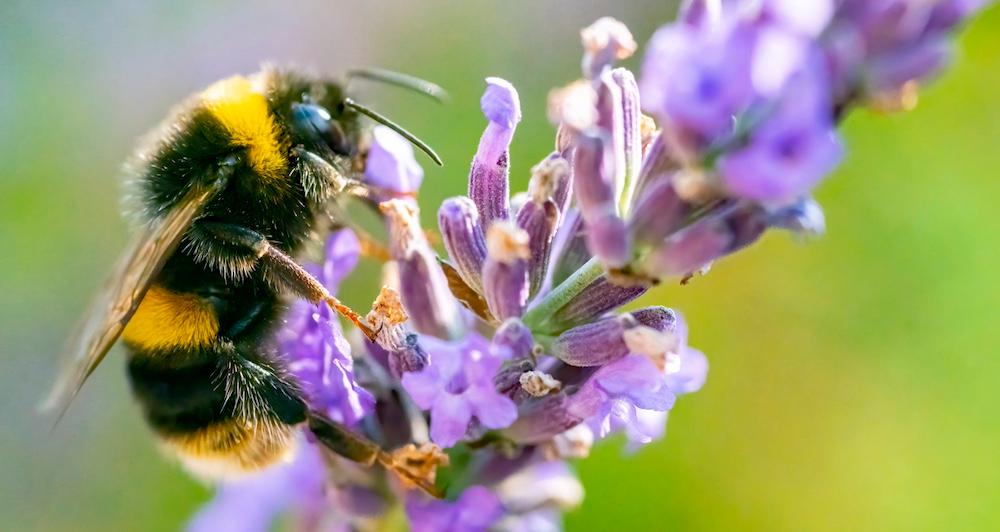 A bumblebee on a flower.