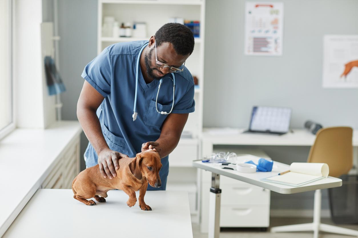 A smiling male veterinarian examines a dachshund in a veterinary office.