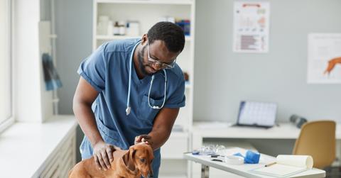 A smiling male veterinarian examines a dachshund in a veterinary office.