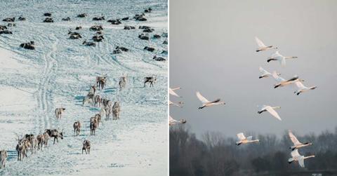 (L) A herd of reindeer migrating on a snowy landscape. (R) Birds on migration. (Representative Cover Image Source: Pexels | (L) Raul Koženevski, (R) Pixabay)