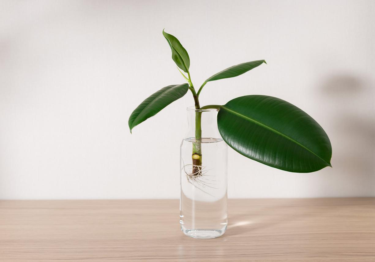 Rubber plant propagating in jar with water