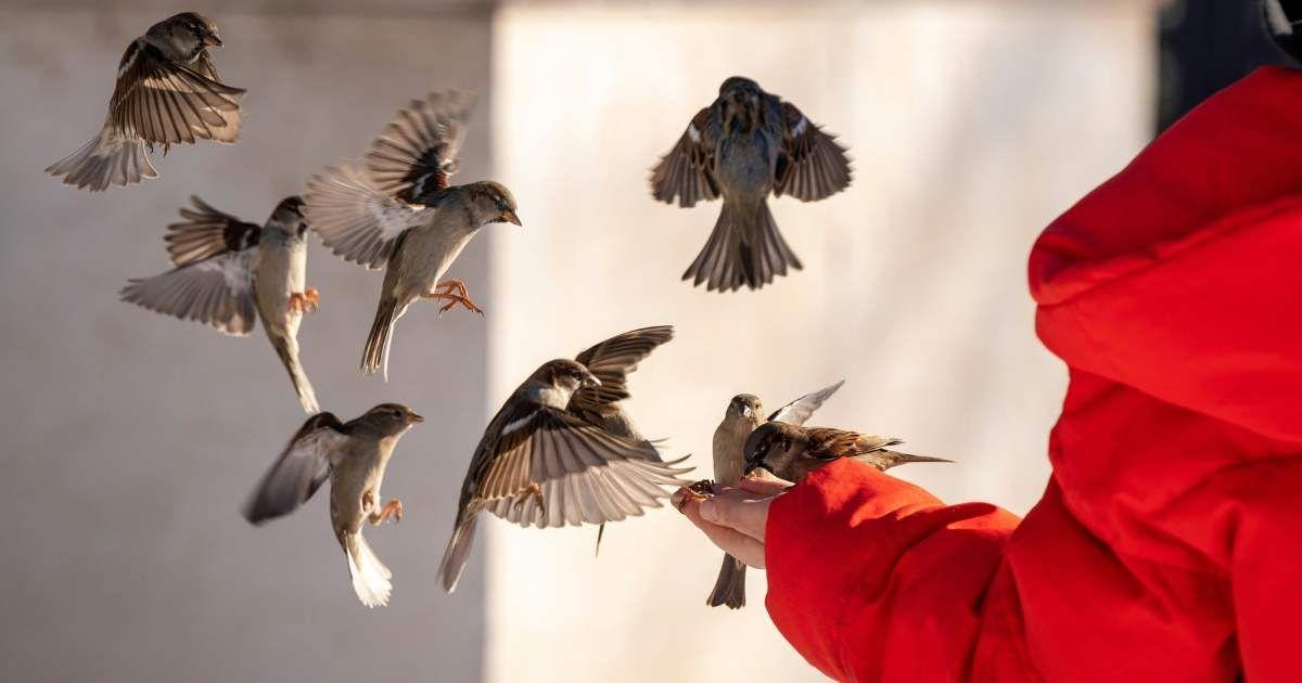 A flock of birds approaches a person wearing a red winter jacket, carrying some bird feed in their hand. (Representative Cover Image Source: Unsplash | Cedric VT)