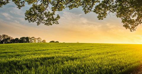 A rolling meadow and open sky are visible under tree branches