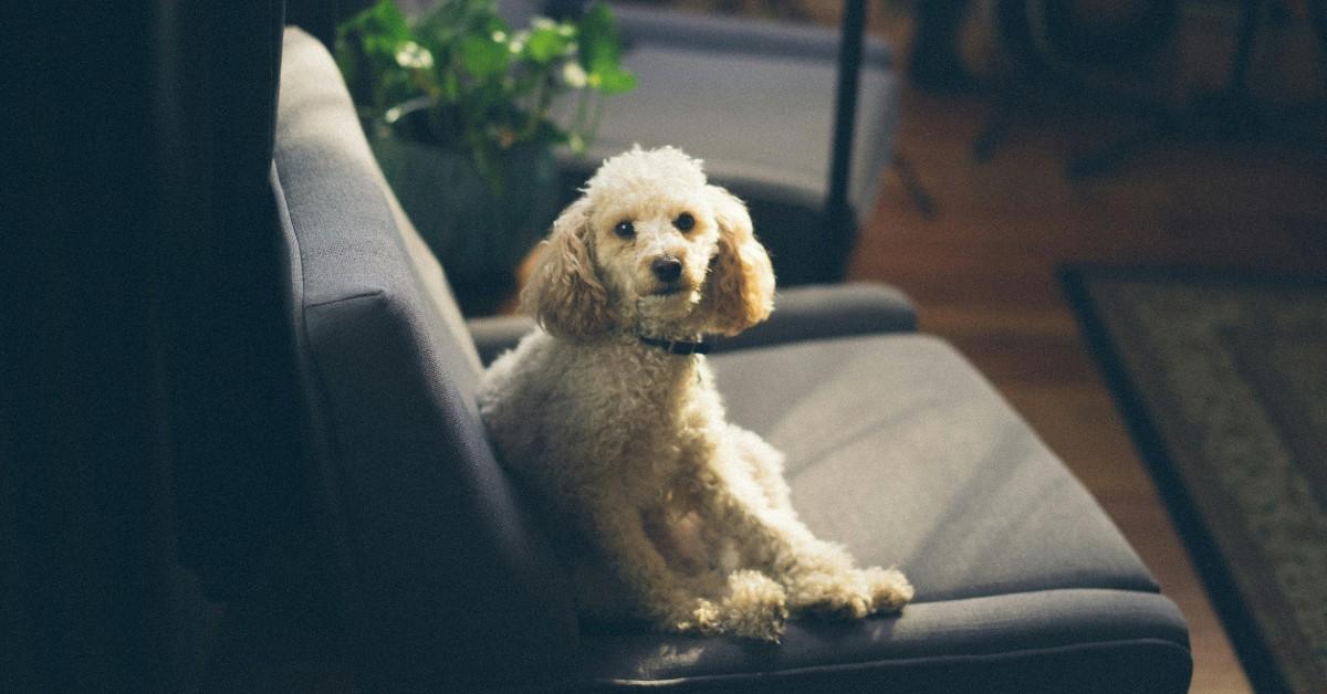 A white dog sits in a gray chair