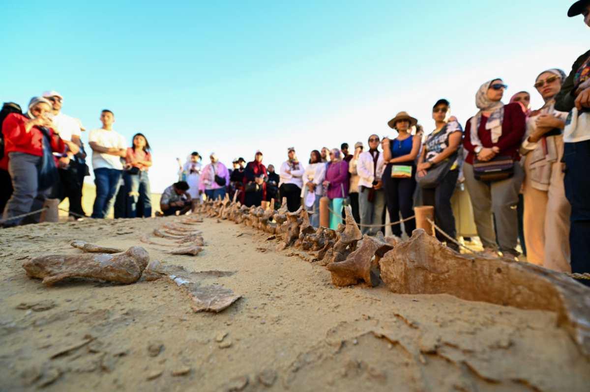 pn/be cf bf  ecdbbfa